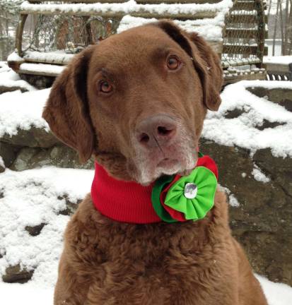Pampered pets Submitted by Leah Conti of Milford, Pa. "Meg is a seven year old Chesapeake Bay Retriever. Every year a photo of Meg graces our Christmas Card. This photo is from 2013. Meg is very photogenic. Meg is also very smart, loyal and funny. She is my best friend."