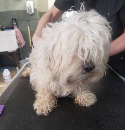 Rescued cavapoo, Wiggins, before being groomed.