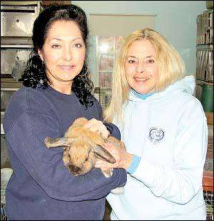 Rabbits need homes, too, Warwick animal shelter director says Rabbits need homes, too, Warwick animal shelter director says