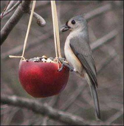 Create environmentally safe bird feeders this coming Saturday at Outdoor Discovery Center Create environmentally safe bird feeders this coming Saturday at Outdoor Discovery Center