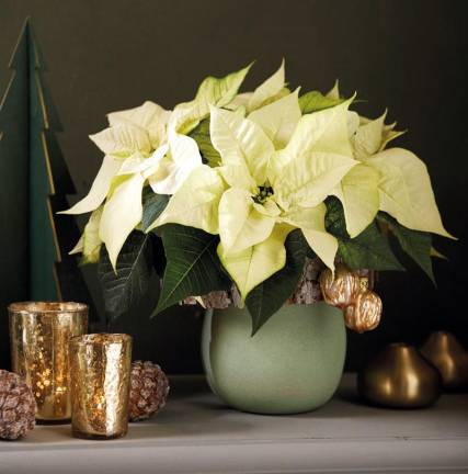 Warwick. Holiday plant care: Saturday, Dec. 4, at 11 a.m. Albert Wisner Public Library wants to help you prepare for a festive holiday season with a plant care workshop on Dec. 4 with Master Gardener Jim Scharfenberger.