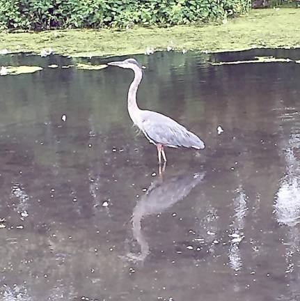 Reader Fred Radon shared this photo of a Blue Heron he took in Memorial Park. “There is a pair of Blue Herons who hanged out in Memorial Park,” he wrote with his submission, “but flew away as I approached. According to the web site, TheCornellLab and its “All About Birds” section, “Great Blue Herons appear blue-gray from a distance, with a wide black stripe over the eye. In flight, the upper side of the wing is two-toned: pale on the forewing and darker on the flight feathers. Hunting Great Blue Herons wade slowly or stand statue-like, stalking fish and other prey in shallow water or open fields. Watch for the lightning-fast thrust of the neck and head as they stab with their strong bills. Look for Great Blue Herons in saltwater and freshwater habitats, from open coasts, marshes, sloughs, riverbanks and lakes to backyard goldfish ponds. They also forage in grasslands and agricultural fields. Breeding birds gather in colonies or “heronries” to build stick nests high off the ground.”