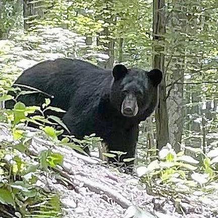 The bare bones about bear encounters A large male black bear seen on the Paulinskill Rail Trail in Hampton Township.