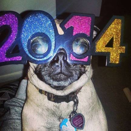 Pampered pets Submitted by Kathy Gallagher of Hardyston, N.J. "Happy 2014! My grandpug Miley celebrating the New Year with her shades on."
