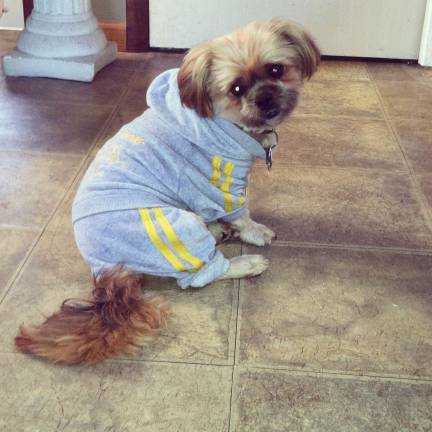 Pampered pets Submitted by Nancy Papaleo of Milford, Pa. "Sinatra. Making velour look good."