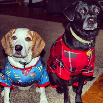 Pampered pets Submitted by Heather Carroll of Hamburg, N.J. "Sammy and Charlie all dressed up for our ugly sweater holiday party."