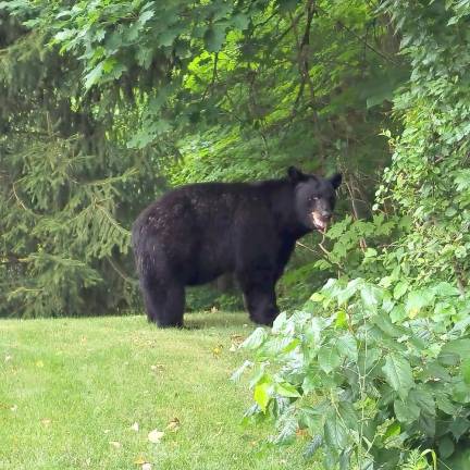The bare bones about bear encounters A large black bear “smiles” at the camera in Warwick, NY. Have photos of local bears? Email them to us at comm.engage@strausnews.com