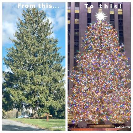 Terry Reilly, senior sale representative for <i>The Warwick Advertiser</i>, followed the journey of this year's Rockefeller Christmas Tree from the front yard of Carol Shultz's home in the Village of Florida to New York City. A great way to celebrate the holidays.