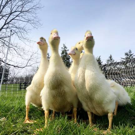 Behind the buzzword: regenerative agriculture Behind the buzzword: regenerative agriculture
