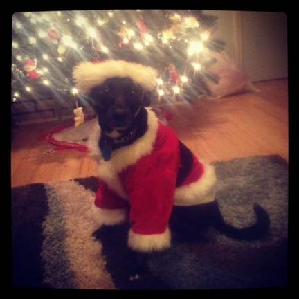 Pampered pets Submitted by Lindsay Smith Dischley of Hoboken, N.J. "Maggie had fun posing under the Christmas tree while visiting family over the holidays in Sparta."