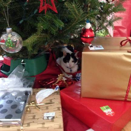 Only 2 days left to vote! Submitted by: Morgan Saulys of Sparta, N.J. "This cat finds any place he can find to hide. His name is Ziggy and he is my 5 year old cat bestie!"