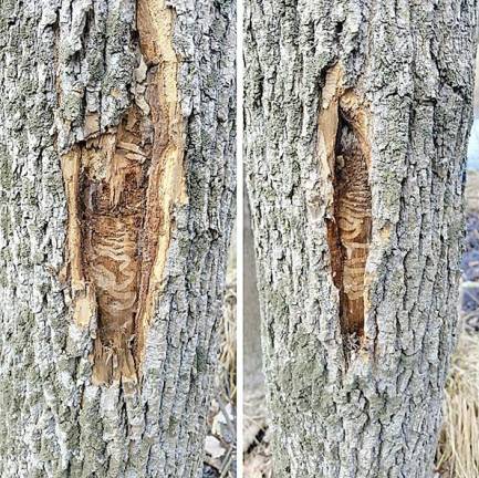 These are signs of Emerald Ash Borer damage.