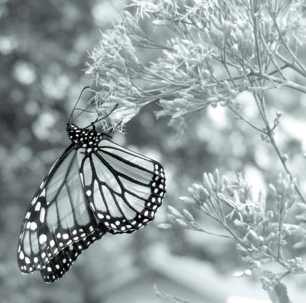 Birds, cicadas, moms and wild flowers A monarch butterfly enjoys a Joe Pye Weed.