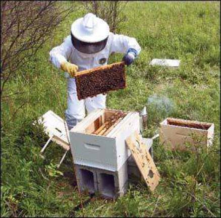 Hudson Highlands Nature Museum hosts beekeeping workshop on Jan. 15 Hudson Highlands Nature Museum hosts beekeeping workshop on Jan. 15