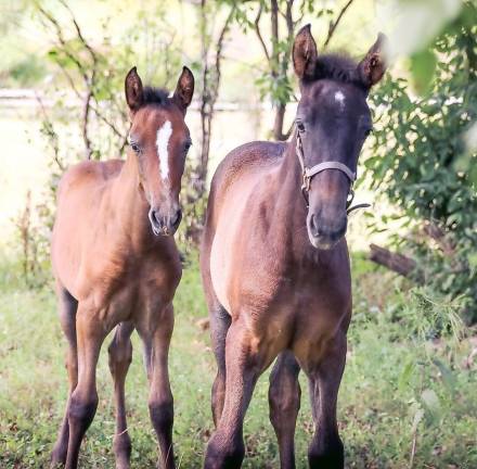 Toni Vogel shared these images she took of the new foals on Amity farm. Claire, the female, was born Aug. 5. Isa, the male, was born Aug. 6. Vogel wrote: “They are just too cute not to share!”