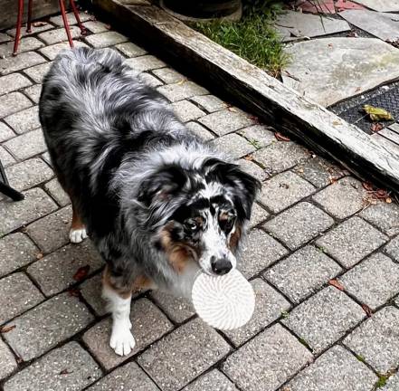 Coasters and monkey skeletons Coaster thief Ozzie.