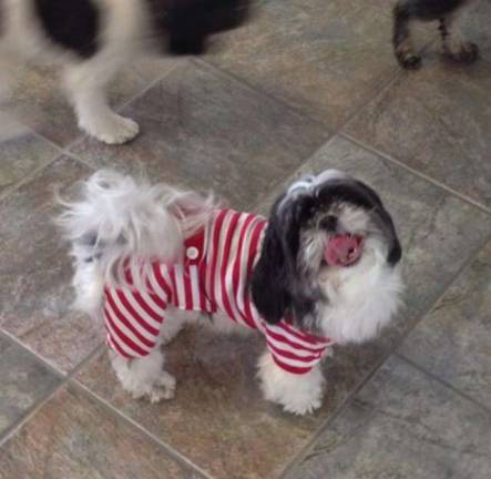 Pampered pets Submitted by Victoria Ambrose of Hamburg, N.J. "Daisy in Christmas pajamas 2013."