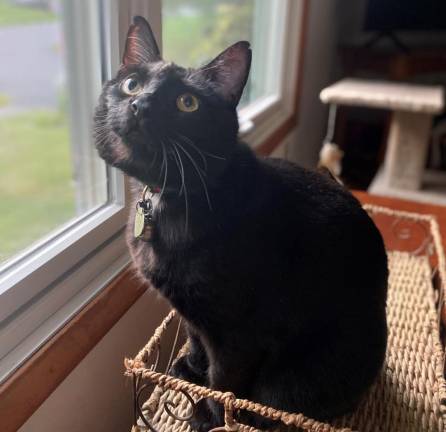 Warwick Wildcats “Beans is more like a dog than a cat,” said reader Megan Rota.