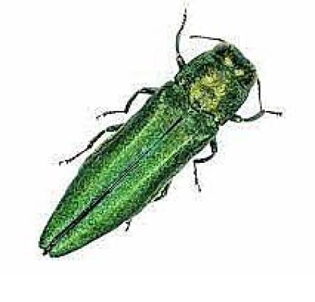 Emerald Ash Borer (EAB) is a a small emerald green flying beetle about the size of a penny.