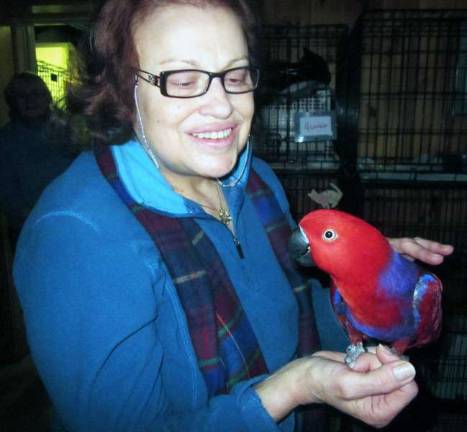 Parrot reunited with owner Provided photo Linda Raffaele and her Vos Eclectus Parrot, Violet, are reunited.