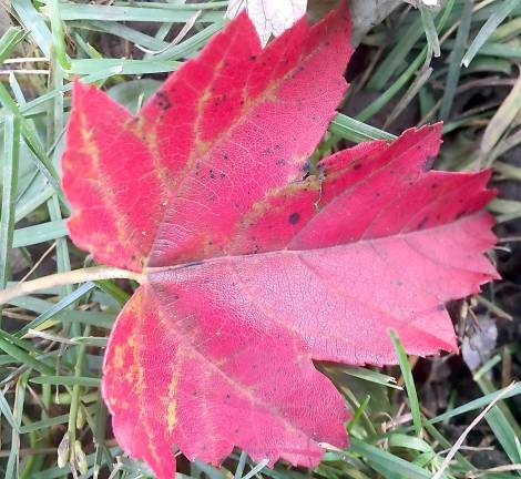 The Village of Warwick will begin picking up leaves on Nov. 1.