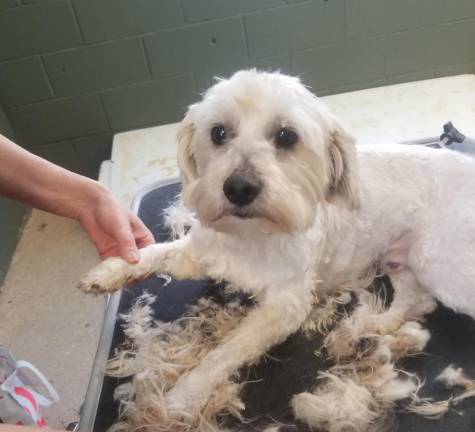 Wiggins after grooming. Photo provided.