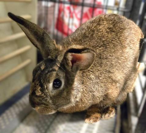 Meet JACKALOPE! Meet JACKALOPE!