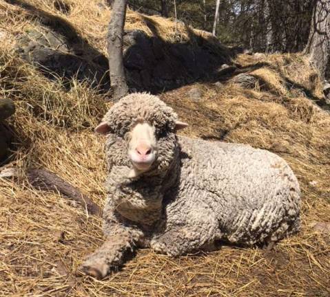 Sheep’s fleece supports Friends of Hathorn House Provided photoDelphi, or “Forty Six” as she is officially known, has given the coat off her back to support the Friends of Hathorn House educational programs.