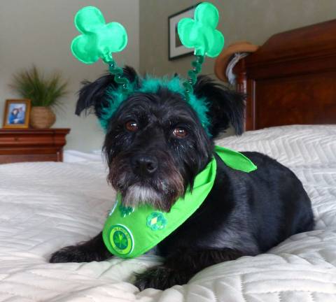 Celebrating St. Patrick's Day Linda Feeney of Newton, N.J. "This is Maggie, our 4-year-old rescue. She agreed to celebrate St. Patrick's Day with us. (But she really doesn't seem that keen on the idea)"