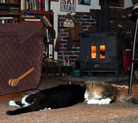 Fur does not guarantee warmth Photo by Roger Gavan Unless your cats have a 24-hour doorman, lots of food and water and a warm place to hang out like former Warwick Animal Shelter residents Joesy and Jesse, it is inhumane to leave them outside in wintertime without fresh water and shelter.