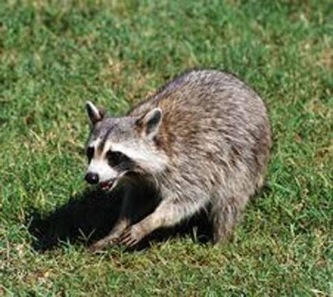 Warwick Valley Humane Society reports dog quarantined after fight with raccoon Provided photo Not all raccoons carry rabies but they are one of the most common carriers of the disease in the United States.