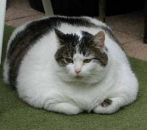 6 Tips to improve your pet’s physical fitness, avoid obesity 6 Tips to improve your pet’s physical fitness, avoid obesity