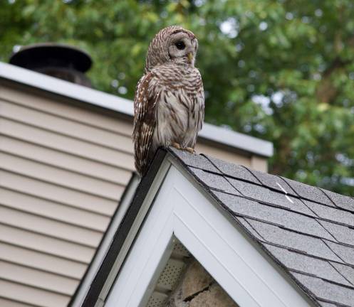 Now that’s a hoot Photos by Danny Corcoran A mature Barred Owl is perched on the roof of the front door at the Corcoran family home on Woodside Drive. She watches her baby perched in a nearby tree.