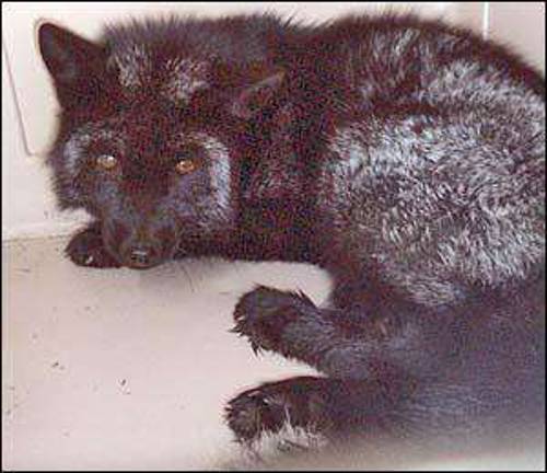Warwick Humane Society rescues silver fox near Mt. Peter Warwick Humane Society rescues silver fox near Mt. Peter
