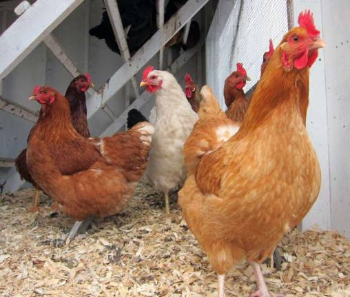 Edgwick Farm micro diary and creamery to host ribbon-cutting on March 21 Photo by Edgwick Farms Chicken begin their days early at the Edgwick Farms in Cornwall.