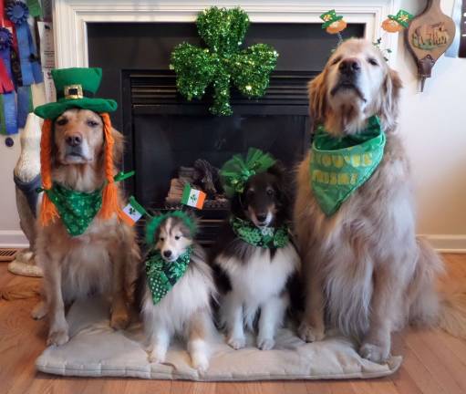 How green are you? Pat Salvatoriello of Lafayette, N.J. submitted this photo of Lady Corcoran, Finnegan, Lucey and Dempsey showing off their Irish pride.
