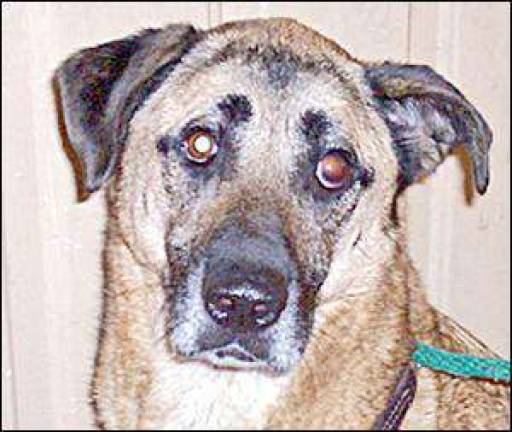 October is adopt a shelter-dog month and dogs are waiting for good homes October is adopt a shelter-dog month and dogs are waiting for good homes