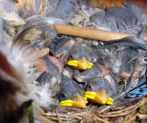 When humans and young animals cross paths House Sparrow nestlings.