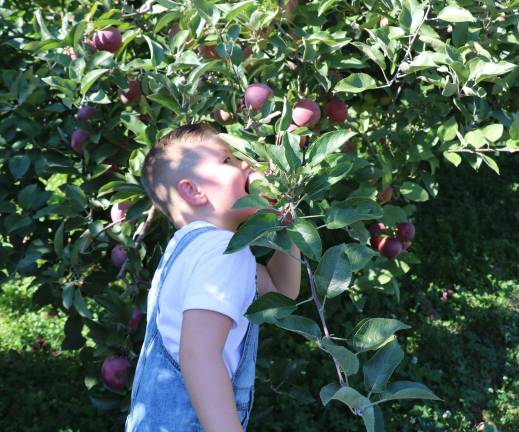 Apple and pumpkin-picking season 2017 in full swing Myles Albanese, 5, takes a bite out of the freshest apple he’s ever tasted – right off the tree.