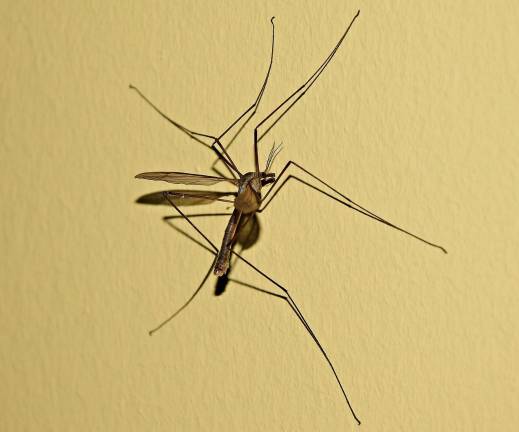 Mosquitoes carrying West Nile Virus found in Goshen Mosquitoes carrying West Nile Virus found in Goshen