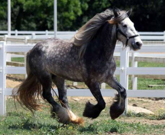 Winslow wins Gypsy Vanner therapy horse in contest Provided photo The Dance Gypsy Vanner won by Winslow Therapeutic Center is a three-year-old black and gray mare that stands about 14.3 hands (or almost five feet tall). The breed is known for its calm temperment.