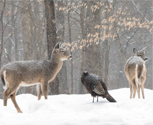 Straus News wins Better Newspaper Contest awards This local winter scene by photographer Bob Breese took an honorable mention in the Art Photo category. Photo: Robert Breese.