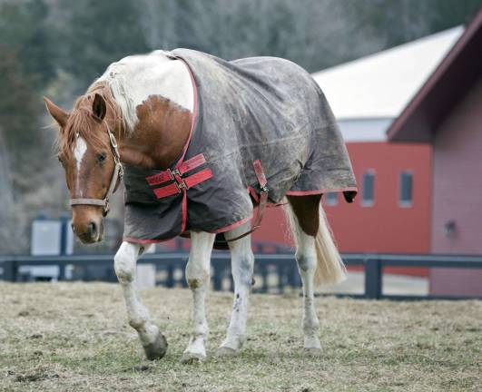 Pine Island Chamber adds third Black Dirt Scholarship Photo by Robert G. Breese The Pine Island Chamber of Commerce has added a third $1,000 scholarship for students who want to pursue equestrian studies.