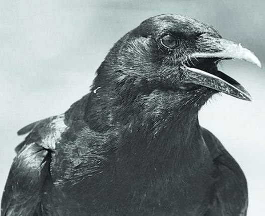 Nature museum hosts program on the much maligned American crow The American crow
