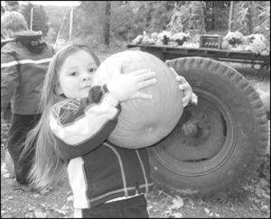 Pumpkin picking Pumpkin picking