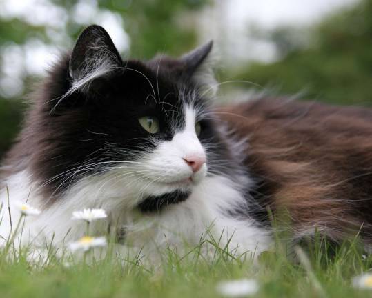 Protect yourself and your pets from Lyme disease Protect yourself and your pets from Lyme disease