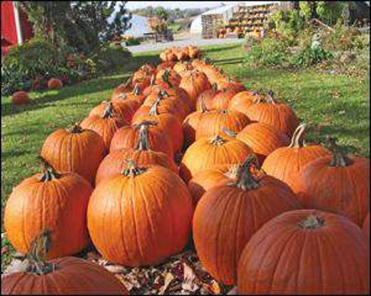 Pumpkin season still alive in Warwick Pumpkin season still alive in Warwick