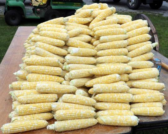 Ears of corn ready to be cooked in a huge kettle on an open fire.