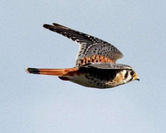 Library to host program on restoring the American Kestrel across the state Source: Audubon New York The American Kestrel is robin-sized falcon that can be found throughout the state. In 2009, Audubon New York partnered with the New York State Department of Transportation to launch an American Kestrel recovery effort.