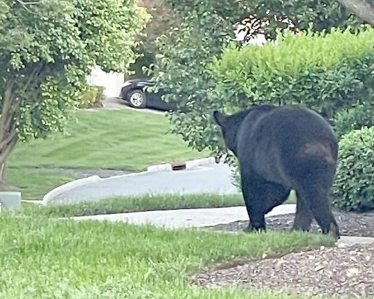 The bare bones about bear encounters A black bear strolls through the Indian Field townhouse development in Hardyston, NJ.